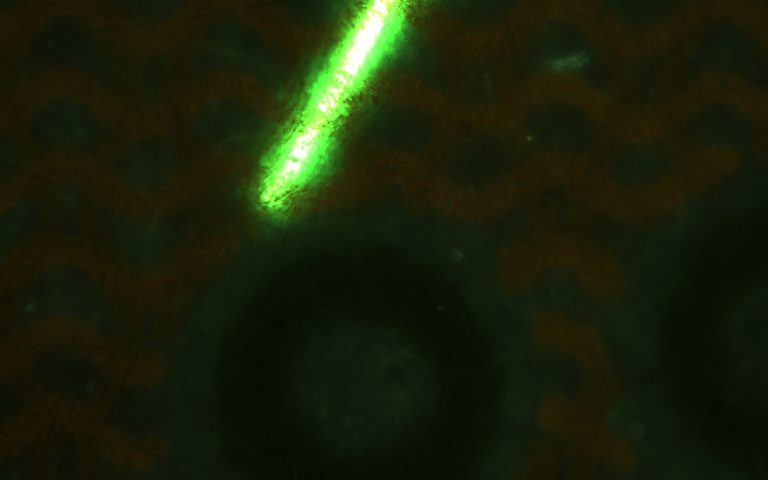 Simultaneous observation of fluorescence microscopy and bright field microscopy
(동시관찰) 5만원 지폐의 표면의 명시야 관찰 (Image taken with AcquCAM 23GR2)