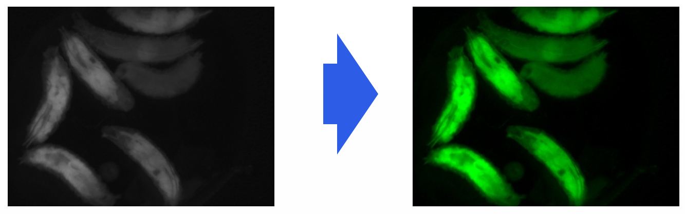 Increased resolution by applying PSEUDO COLOR function when observing fluorescence image.