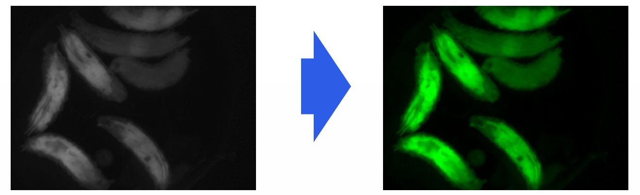Increased resolution by applying PSEUDO COLOR function when observing fluorescence image.