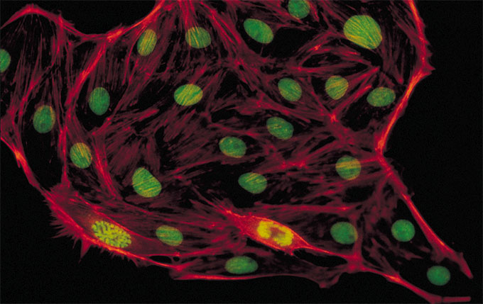 형광(Fluorescence)