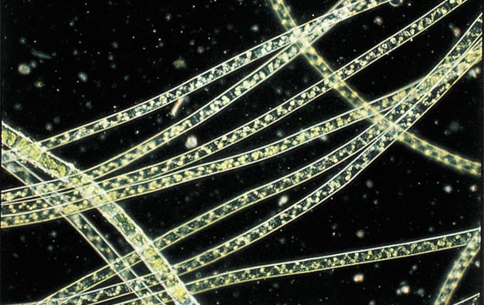 암시야(Darkfield)