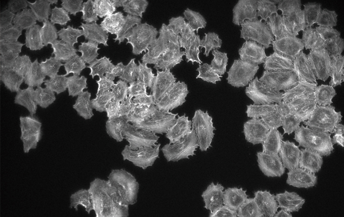 Fly-Eye 렌즈 시스템 포함