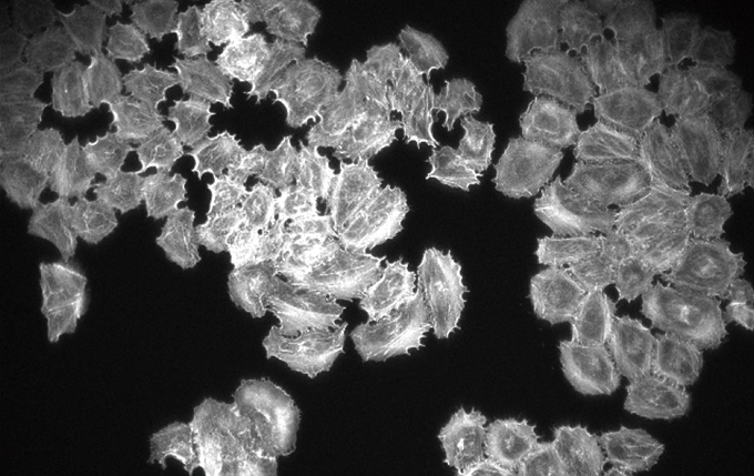 Fly-Eye 렌즈 시스템 불포함