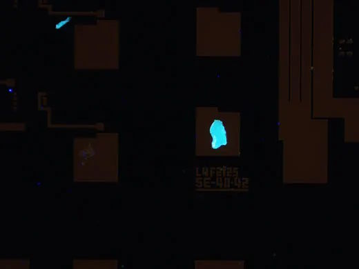 Fluorescene Image with BX53M